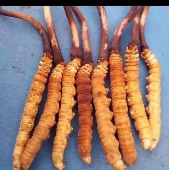 CORDYCEPS SINESNSIS