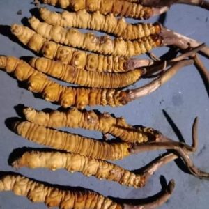 CORDYCEPS SINESNSIS