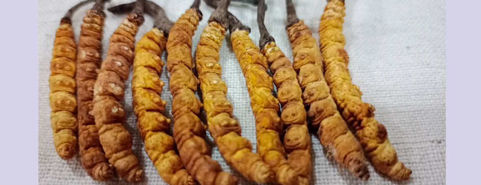 Yarsagumba in Himalaya