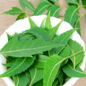 AZADIRACHTA INDICA(Neem)