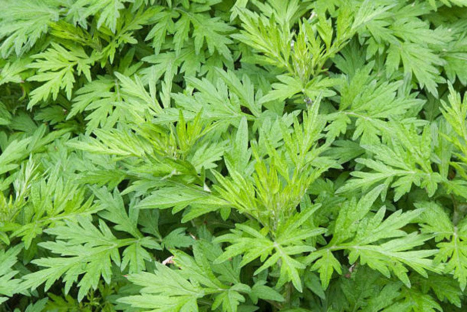 ARTEMISIA VUKGARI (Tite Pati)