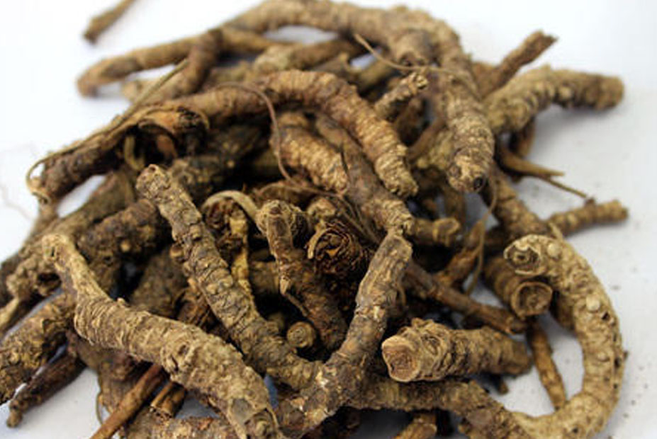 PICRORHIZA KURROA (Kutki)