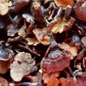 GANODERMA