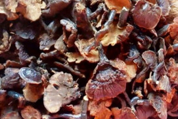 GANODERMA