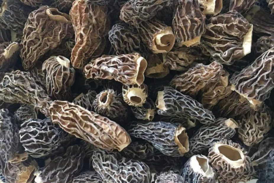 MOREL MUSHROOM (Guchhi Chyau)