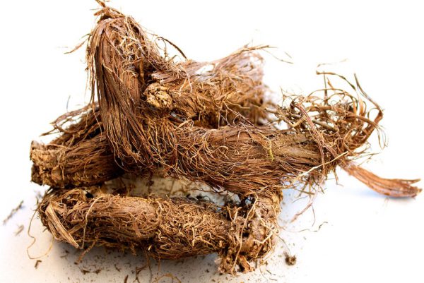 SPIKENARD (Jatamasi)